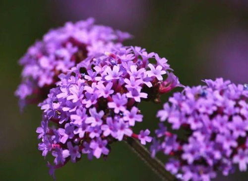 夏日新疆的夢幻紫色 馬鞭草與柳葉馬鞭草的詩意畫卷